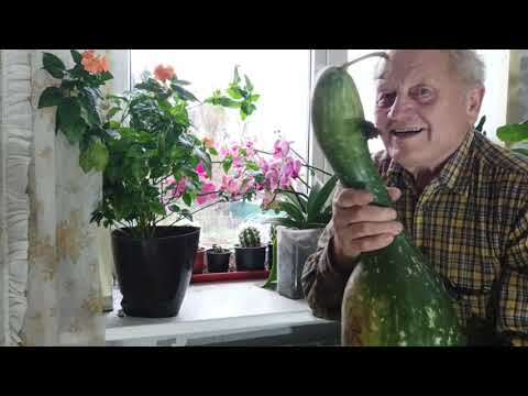 Видео: Как быстро накопить гумус в почве и жить без лекарств и пестицидов