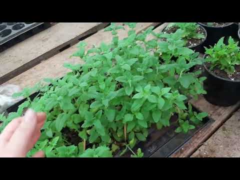 Видео: обзор теплицы