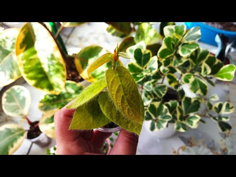 Видео: Цветы/💚Такие разные фикусы🌿Укоренение черенков ф. Белиз🌱