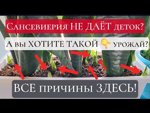 Видео: Почему Сансевиерия НЕ ДАЁТ деток? Как получить БОЛЬШОЙ УРОЖАЙ?