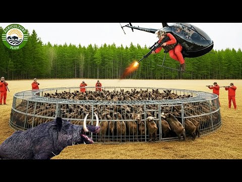 Видео: Охота на диких кабанов – безумные моменты. Фермеры отлавливают и обрабатывают миллионы диких каба...