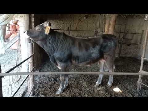 Видео: БКАИ ШВЕД БАРОИ НАСЛГИРИ 904580010. 11 ноября 2025 г.