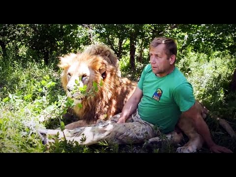 Видео: Как на меня НАПАДАЛИ ЛЬВЫ! HOW THE LIONS ATTACKED me !