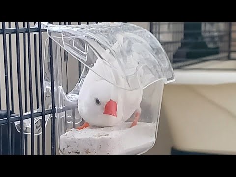 Видео: #минеральный_корм_для_птиц