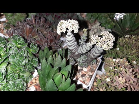 Видео: Обзор моей коллекции крассул часть 7. Излишки часть 2.