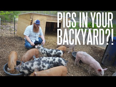 Видео: Что вам нужно для разведения свиней!