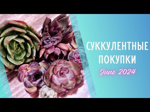 Видео: Распаковка корейских суккулентов 🌱Июнь 2024