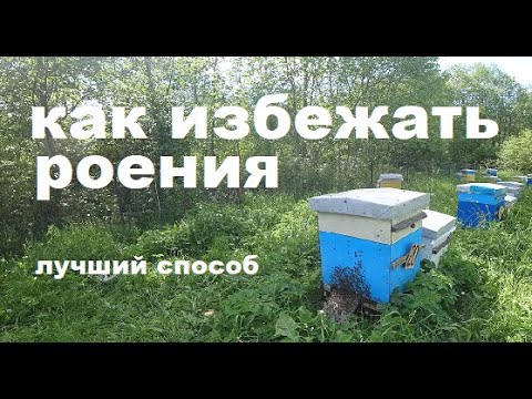 Видео: Как избежать Роения.  Лучший Способ.