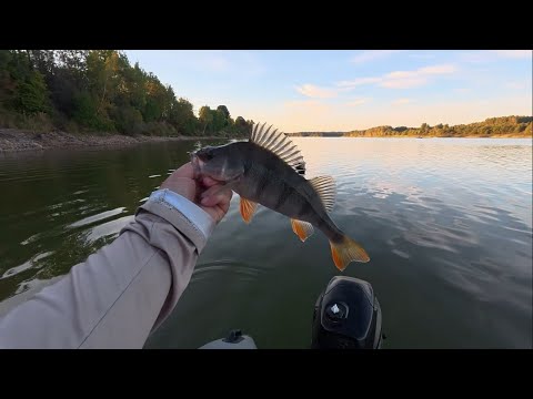 Видео: Вазуза В Сентябре | Окуни На Резину 5 Дюймов