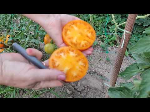 Видео: ОГЛЯД  СОРТІВ ПОМІДОР, ЯКІ  Я  ВИРОЩУЮ