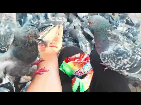 Видео: Голуби и семечки