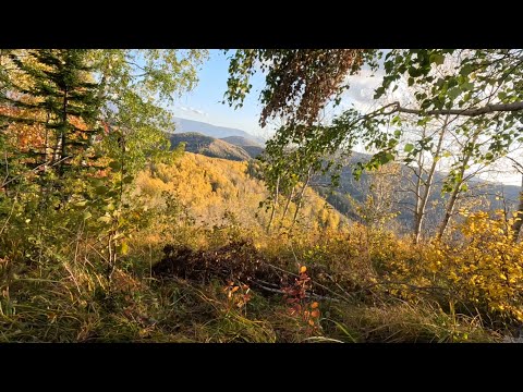 Видео: Охота на медведя в горах Алтая