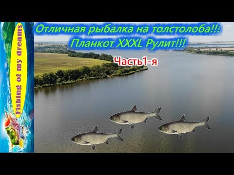 Видео: Как сделать супер уловистый планктон и поймать 100 кг толстолоба?!!!!