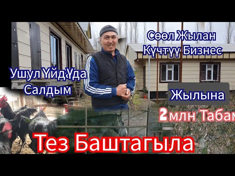 Видео: Сөөлжан  Багып ЖЫЛЫНА  2  млн  Табам  Кирешелүү Бизнес