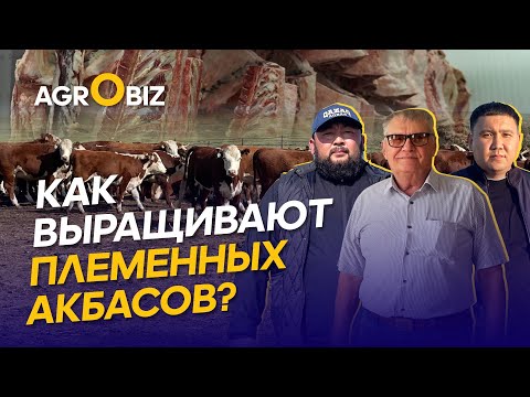 Видео: Самые дорогие акбасы Востока: генетика, рацион скота и условия содержания