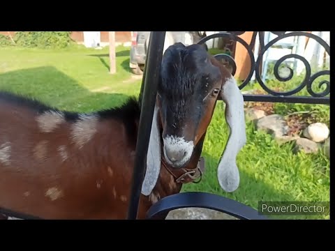 Видео: Мы на хозяйстве...Переселяем бройлеров, козёл почти созрел.