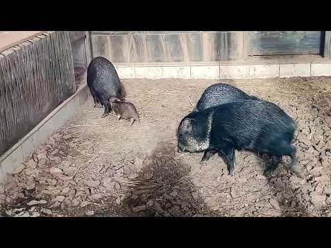 Видео: Упрямые сосунки и терпеливая мамаша.