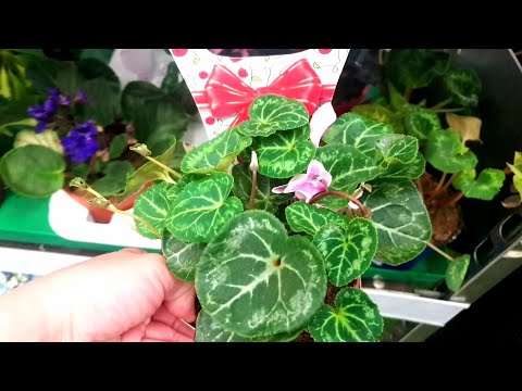 Видео: 🌿🌱Небольшая уценка цветов в Бауцентре☘⚘