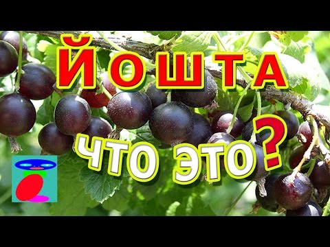 Видео: Йошта. Описание, посадка и уход.