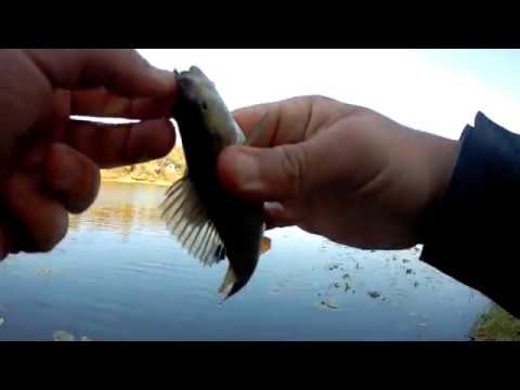 Видео: Силиконовая приманка Fishup stonefly - в поисках рабочего цвета