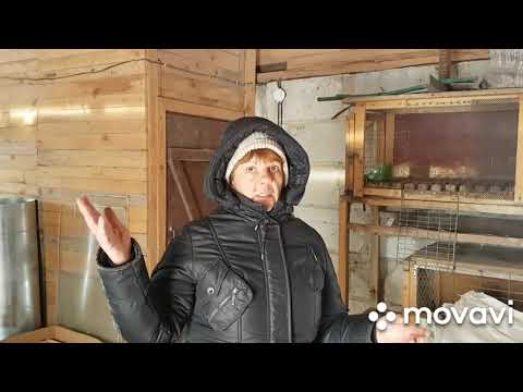 Видео: Какие полы в курятнике лучшие?