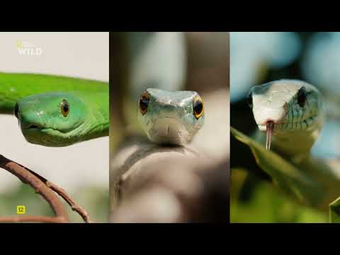 Видео: Самые смертоносные змеи,2 эп.Африка.National Geographic Wild HD смотреть онлайн