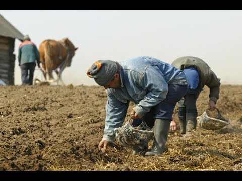 Видео: ШОК !!! Невольники из Воронежского  села Подколодновка...