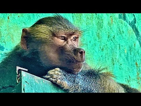 Видео: Люся налаживает отношения с Лидой у которой скоро будет малыш, Люся явно хочет стать нянькой)))