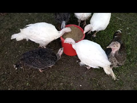 Видео: Индюки Биг-6 и Бронза708 в возрасте 7 недель. взвешивание, содержание.