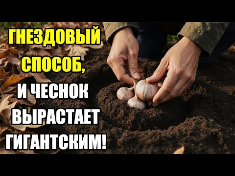 Видео: Гнездовой способ посадки чеснока, о котором молчат огородники! Урожай вас шокирует!