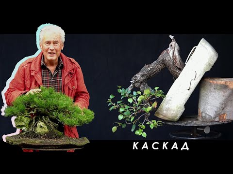 Видео: МЕЖДУНАРОДНАЯ БОНСАЙ АКАДЕМИЯ с Уолтером Полом 2013 - Часть 4 / каскад Prunus mahaleb