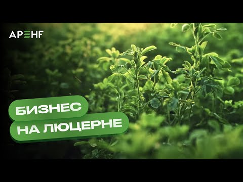 Видео: Бизнес на люцерне
