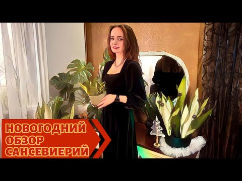 Видео: 🎄ОБЗОР САНСЕВИЕРИЙ