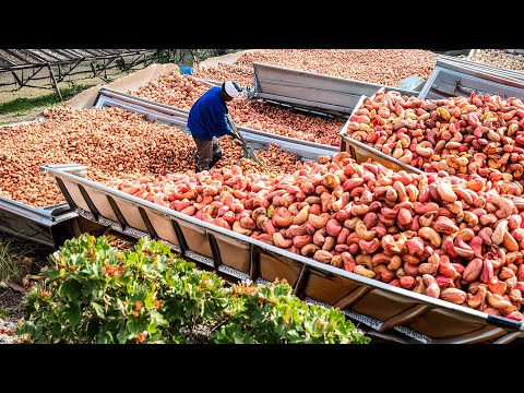 Видео: Макадамия, кешью, арахис сбор - Как фермеры собирают миллионы тонн орехов - ореховая фабрика