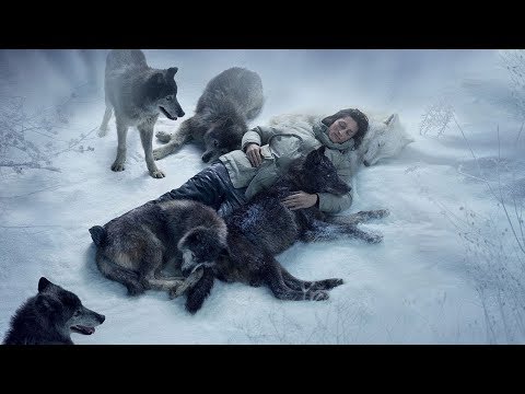 Видео: Волки спасли человека, согрев собой