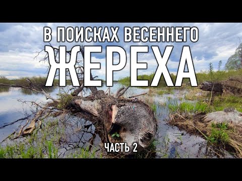 Видео: Ловля жереха весной || ЧАСТЬ 2