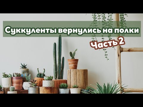 Видео: Суккуленты вернулись на полки (часть вторая)