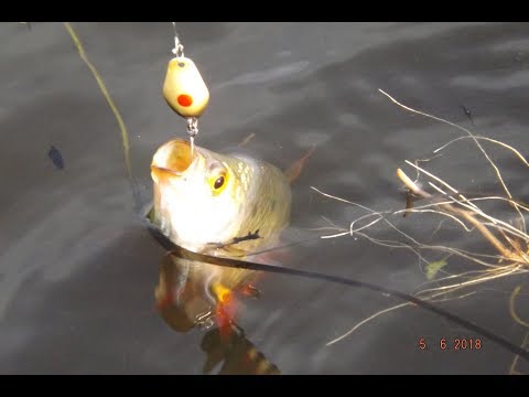 Видео: Ловля красноперки на микроколебалки в начале сезона.