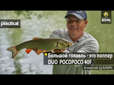 Видео: Большой голавль – это поппер. DUO POCOPOCO 40F. Алексей Шанин. Anglers Practical
