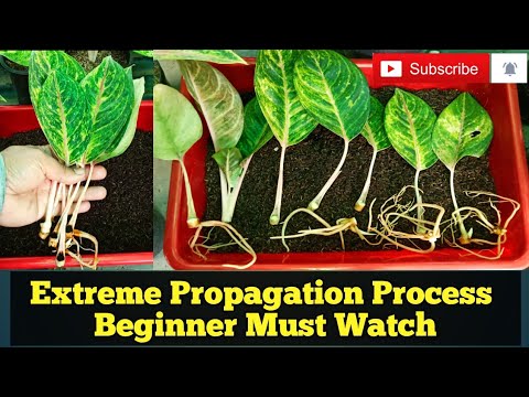 Видео: Экстремальное размножение аглаонемы. Новичкам обязательно к просмотру. Полный процесс. Я выращива...