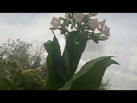 Видео: Обзор сортов на 09.09.2022