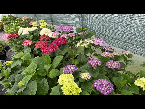 Видео: Обзор полуфабрикатов крупнолистной Гортензии🌸13.05.2025