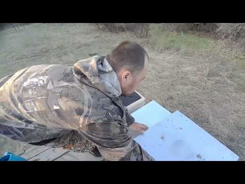 Видео: Профилактика акарапидоза. Ментоловые лепешки