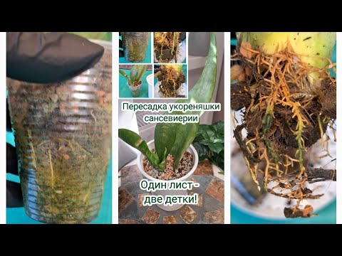 Видео: Один лист - две детки! Размножение сансевиерии, пересадка укореняшки, полив 03.05.2025г.