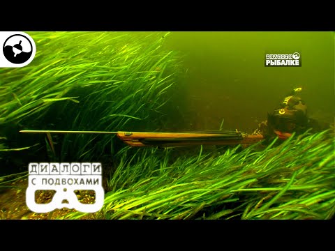 Видео: Подводная охота – браконьерство? | Диалоги с подвохами