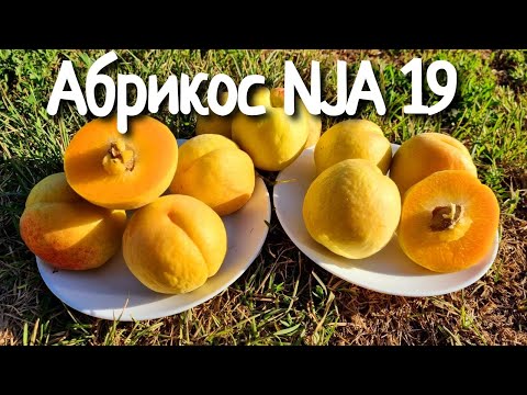 Видео: АБРИКОС NJA 19