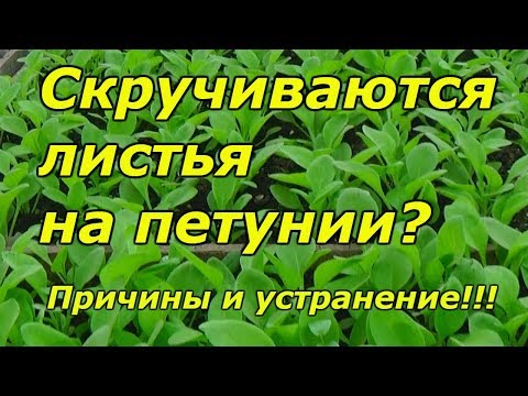 Видео: Почему скручиваются листья на рассаде петунии?