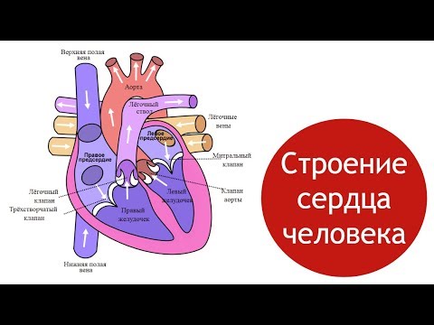 Видео: Строение сердца человека, круги кровообращения