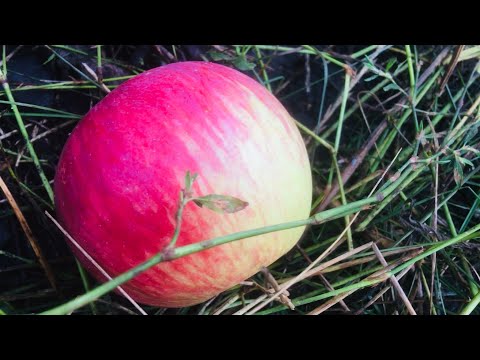 Видео: 🍃🍎🍃2816🍃🍎🍃 Яблочное утро в саду 🍃🍎🍃