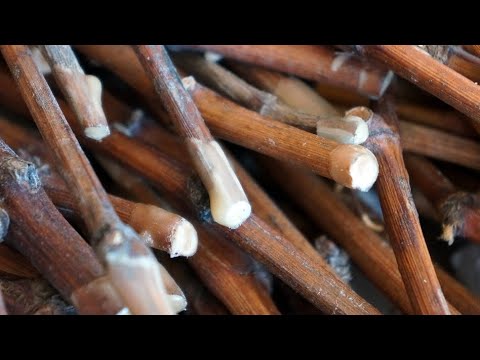 Видео: ДЛЯ ЧЕГО ВИНОГРАДАРИ ОЖИВЛЯЮТ ЧЕРЕНКИ